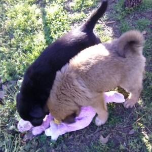 Meet your Posher, Darla